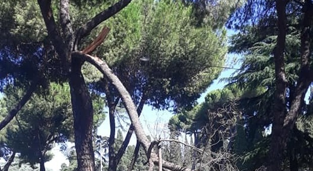 Roma, allarme alberi: cade un grosso ramo sulla Tiburtina