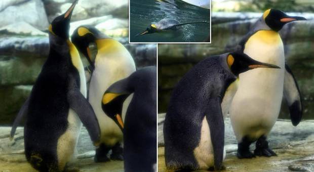 I pinguini "gay" Skipper e Ping adottano un uovo abbandonato allo zoo di Berlino