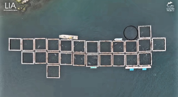 La prigione di cetacei più grande del mondo ripresa dall'alto (immag e video diffusi da LIA Life Investigation Agency, e Doplhin Project sui social e You Tube)