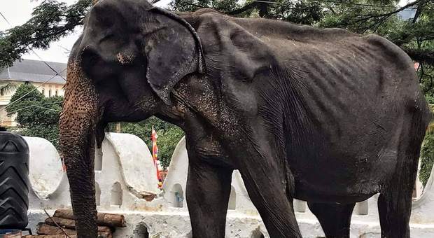Tikiiri, la vecchia elefantessa malata e malnutrita, usata per le cerimonie di un festival in Sri Lanka (immagine pubblicata da Asian Wild Aid Foundation AWAF)