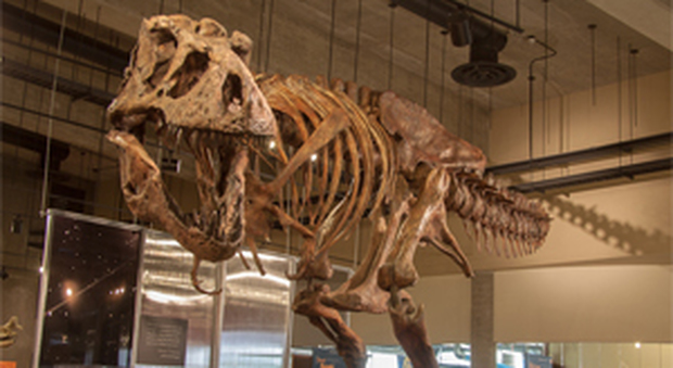 Dinosauri, ecco Scotty: è il più grande T-rex mai scoperto