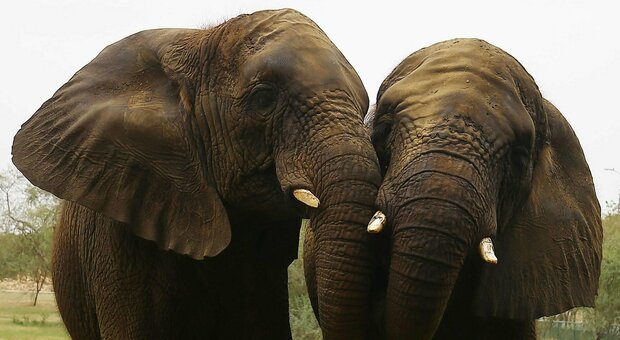 Elefanti, vietato guidarli in stato di ebbrezza: la nuova legge dello Sri Lanka