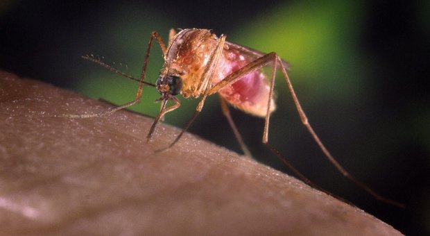 Allerta per nuova malattia trasmessa da zanzare, in un caso su tre porta alla morte: un uomo in coma