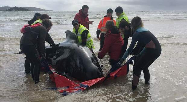 Australia, troppe le balene spiaggiate. Saranno abbattute. (immg da Tasmanian Government Wildlife Management)