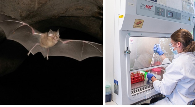 Covid, allarme di Nature : trovati parenti del coronavirus nei pipistrelli in Giappone e Cambogia