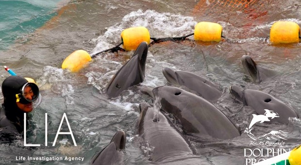La selezione dei delfini imprigionati a Taiji (immag social diffuse da Dolphin Project e LIA)
