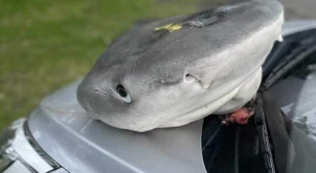 La testa di squalo fatta ritrovare sull'auto del diving center. (Immag diffusa sui social da Madison Stewart e dal Woebegone Freedive)