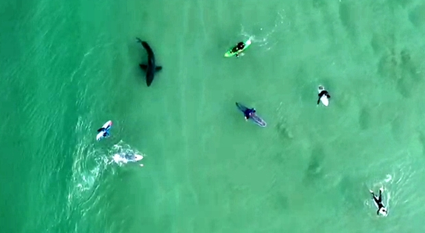 Il grosso squalo bianco in mezzo agli ignari surfisti (immagini e video pubbl da National Sea Rescue South Africa su Fb)