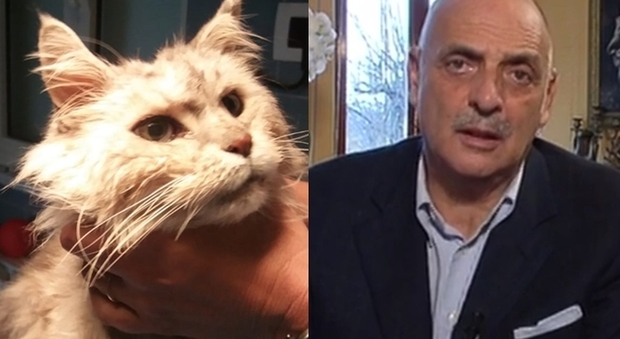 Paolo Brosio, il post per il suo gatto: «Pregate per Sushi, è da 13 anni con me»