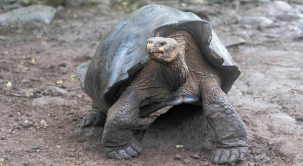 Una tartaruga gigante delle Galapagos appartenente ad una nuova specie. (Immag diffusa dal Ministero dell'Ambiente, dell'Acqua e della Transizione Ecologica dell'Ecuador)