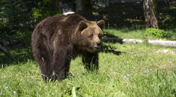 Abruzzo, un corso per sparare (gommini) agli orsi problematici