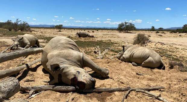 I rinoceronti uccisi dai bracconieri (immagini diffuse sui social da Inverdoorn Game Reserve)
