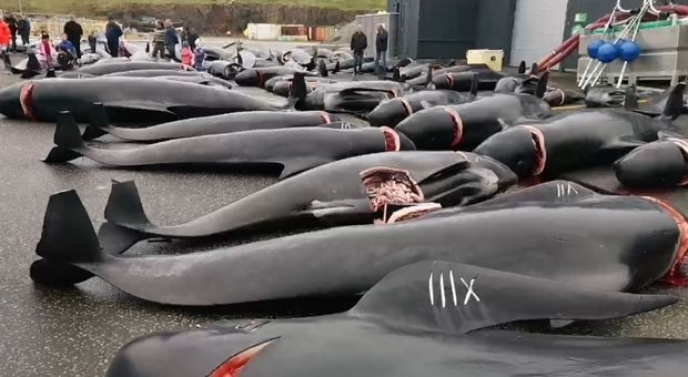 Le balene massacrate di fronte ai bambini (immag diffuse da Sea Shepherd)
