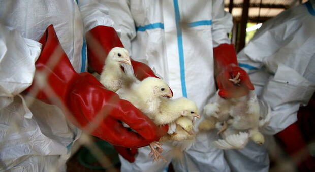 Influenza aviaria, scatta l'allarme in Europa e Asia: dalla Francia al Giappone cosa sta succedendo