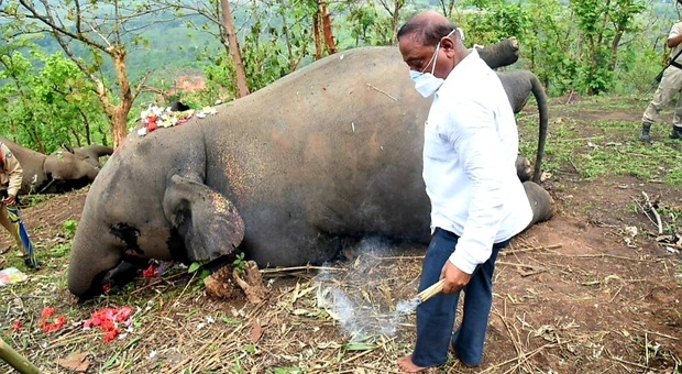 Uno degli elefanti trovati morti (immag pubbl da Chief Minister Assam su Twitter)