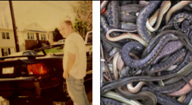Usa, uomo trovato morto in casa: era circondato da 124 serpenti, c'erano anche pitoni e mamba neri