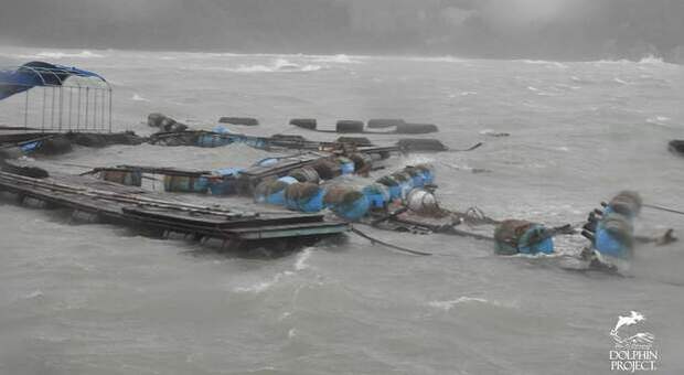 Delfini catturati e abbandonati nel mare in tempesta. Le drammatiche immagini del tifone Chan Hom (foto repertorio pubbl da Dolphin Project su Fb)