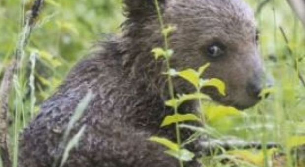 Abruzzo, paese mette al bando la frutta sugli alberi per non attirare l'orsa golosa