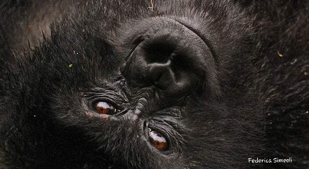 Un gorilla di montagna nella immagine di Federica Simeoli per gentile concessione