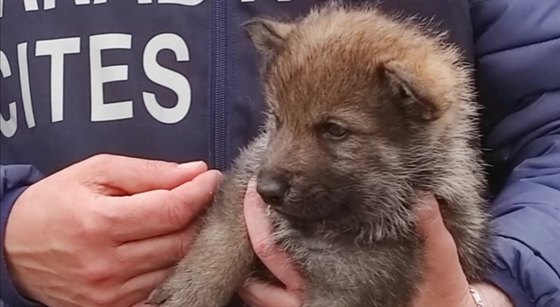 Roma, sequestrati 23 esemplari di cane-lupo selvatico in allevamento illegale