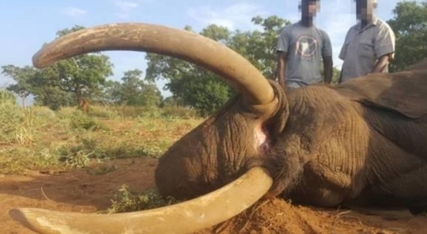 Elefante dalle grandi zanne ucciso dal cacciatore che poi posta le immagini sul web: ira animalisti (foto pubblicata da JWK Safaris e Africa Geographic)