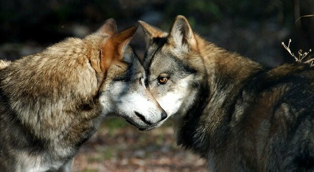 I lupi non sono più una specie a rischio: In Italia sono oltre tremila (mille solo sulle Alpi)