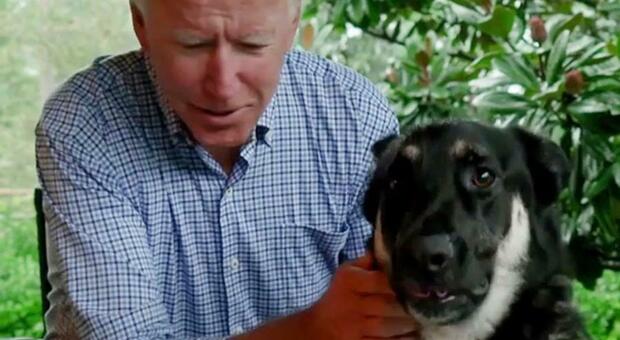 Joe Biden, caviglia slogata: cade giocando con il cane