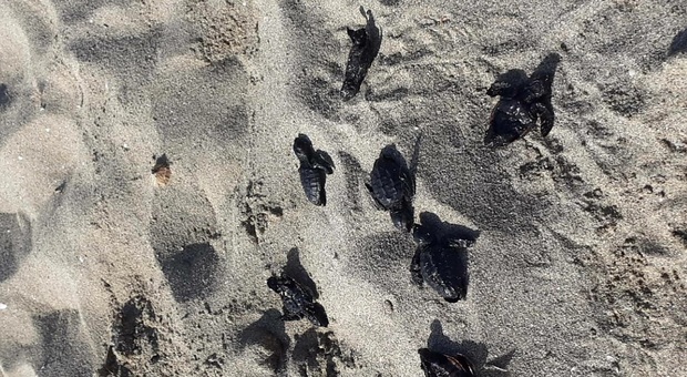 Alcune delle tartarughine uccise dalla ruspa (Immagine diffusa da varie associazioni e dalla Gazzetta del Sud)