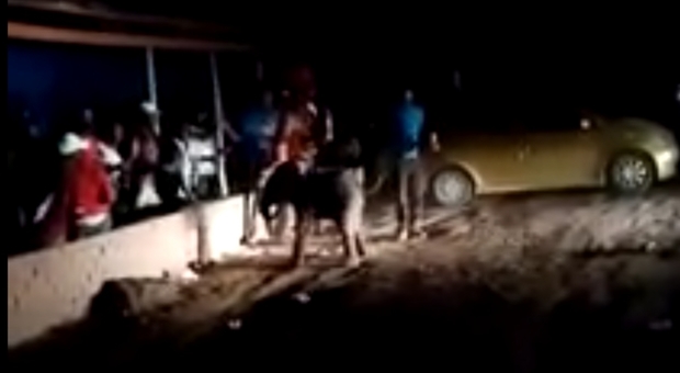 L'elefantino smarrito preso a calci dagli avventori di un bar (immagini pubblicate su Fb da Botswana Safari News)