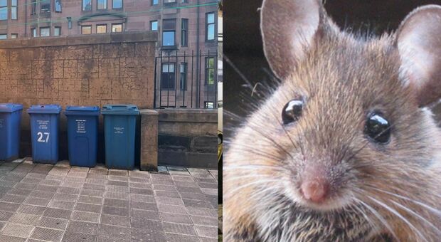 Glasgow invasa dai 1,3 milioni di topi (ma a Londra sono di più). «Infestazioni ovunque»
