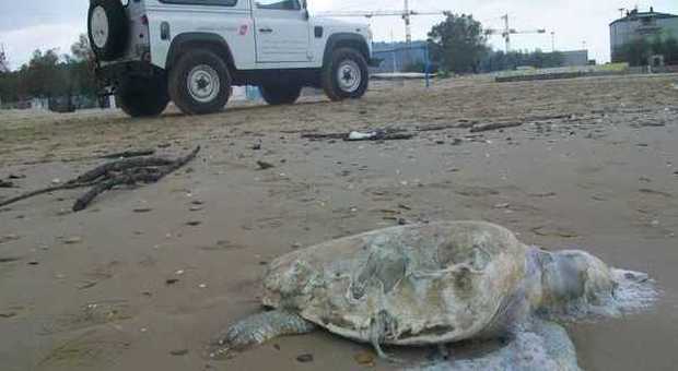 Moria di tartarughe sulle spiagge pesaresi In pochi giorni recuperate quattro carcasse