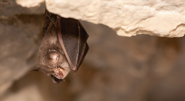Pipistrelli si annidano in casa, uomo morso durante la notte contrae la rabbia e muore in pochi giorni negli Usa