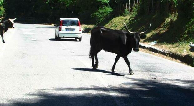 Lazio, incidenti stradali causati da bovini: paga la Regione. La sentenza del giudice di Pace