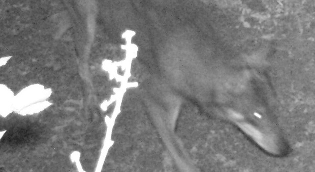 Il lupo è tornato nel Parco Nazionale del Circeo, avvistati alcuni esemplari
