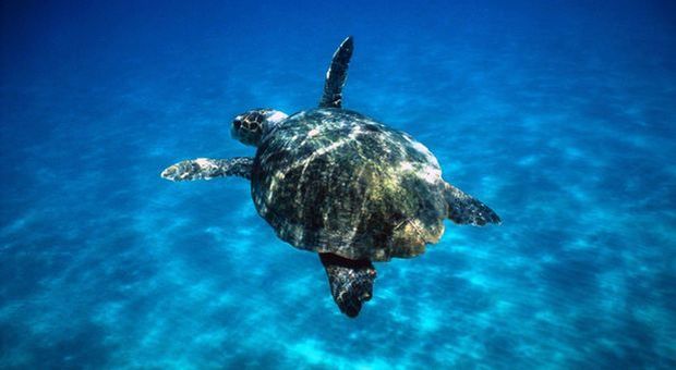Una tartaruga marina (foto Il Messaggero)