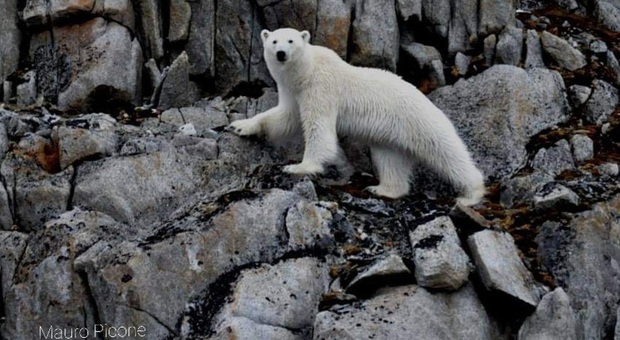 Un orso polare selvaggio. (Immag per gentile concessione Mauro Picone)