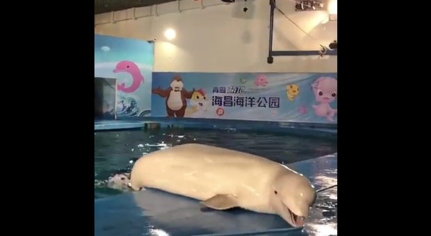 Il cucciolo di beluga tenta la fuga? immagine tratta dal video girato all'Haichang Polar Ocean World e pubblicato da Creature del Mare Onlus, Sharkon Knowledge Protects e Boycott Sea World.