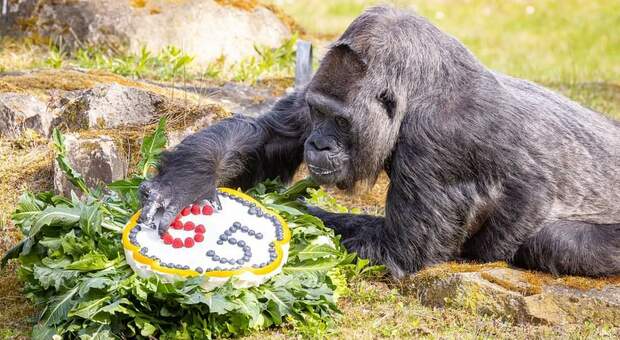 La vecchia gorilla con la sua torta (immagine diffusa da Zoo Berlin su Fb)