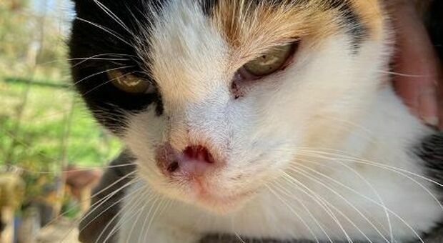 Lenticchia, il gatto che ha vinto il tumore grazie al web