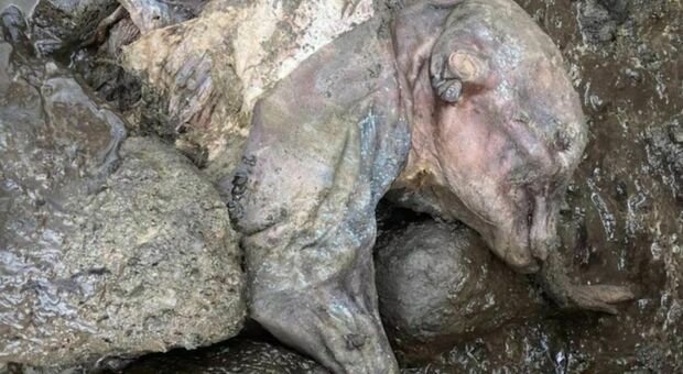 Straordinario mammut lanoso mummificato trovato in Yukon. «Ha pelle e capelli, risale a 30.000 anni fa»