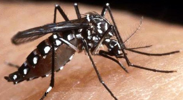 Dengue, scopre di essere malato: il Comune ordina la disinfestazione anti zanzare per evitare il contagio