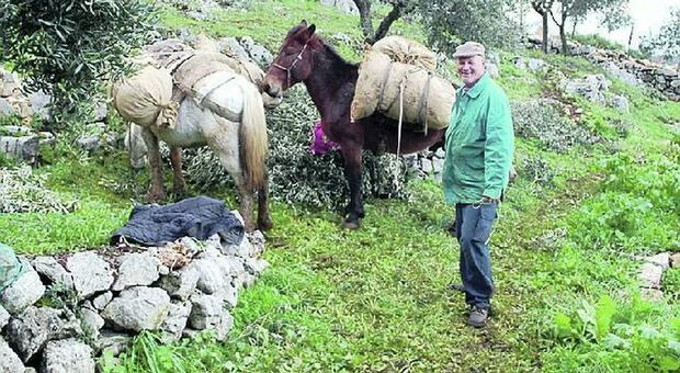 Dai Lepini a Ponza, l'agricoltura eroica con raccolta a mano e trasporto sui muli