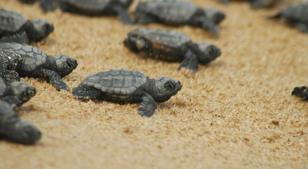 Fondi, sorpresa nella notte: nascono 21 tartarughine Caretta caretta