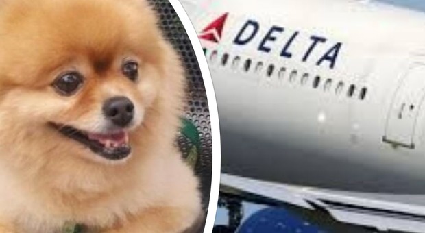 Cane trovato morto sul volo: lo scandalo travolge la compagnia aerea