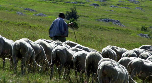 Nuovo attacco a un allevamento di pecore, adesso è allarme. La paura dei lupi