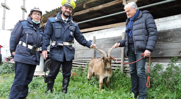 Castel Gandolfo, una capra con le corna semina il panico: catturata dai vigili