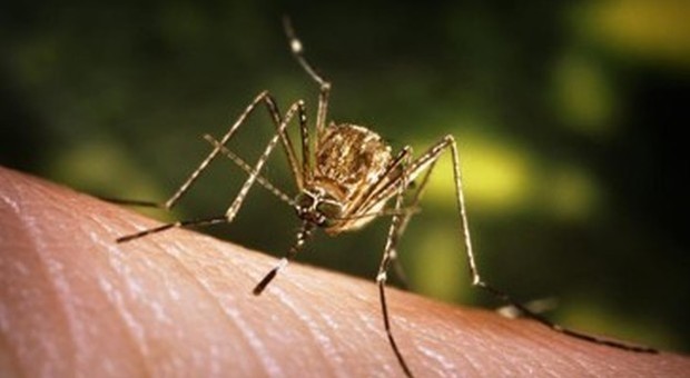 West Nile, il virus uccide un uomo a Cento: punto da una zanzara infetta