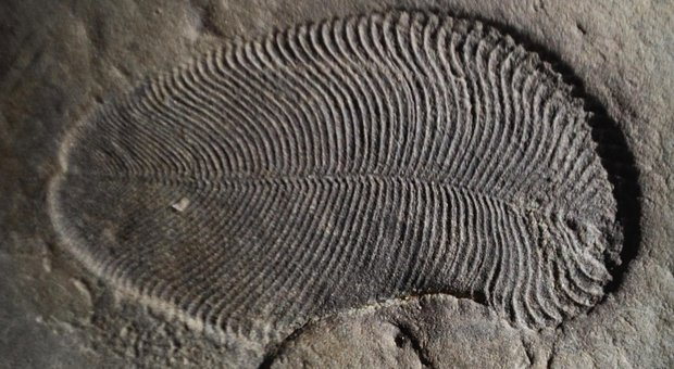 Scoperto l'animale più antico del mondo: risale a 558 milioni di anni fa