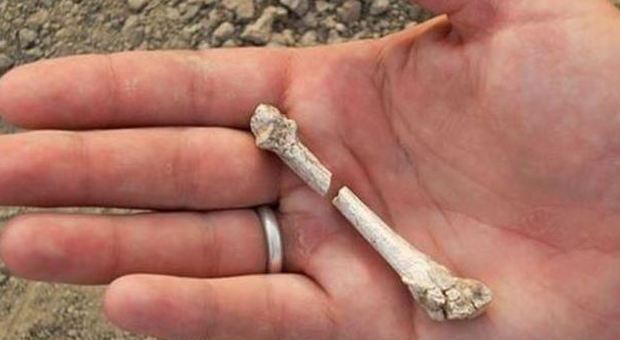 Trovato fossile di una mano dell'Homo Erectus
