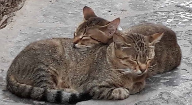 Strage di gatti a Frosinone, un altro agonizzante: la pista dei bocconi killer